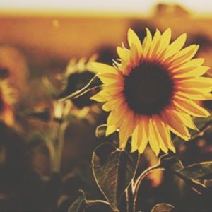 Meet your Posher, Cara